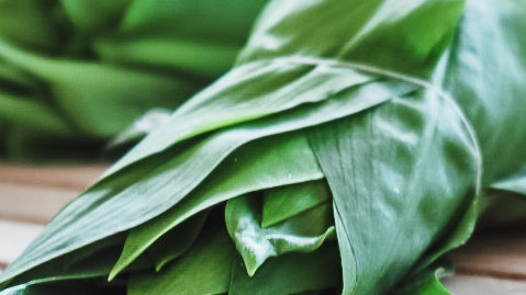 Frischer Bärlauch: Damit lassen sich viele leckere Rezepte kreieren