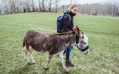 Esel­wan­dern im baye­ri­schen Wald: So war mein etwas anderer Retreat