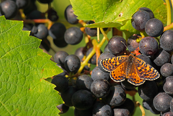 Schmetterlinge auf Weintrauben sind ein Zeichen für Biodiversität im Weinberg