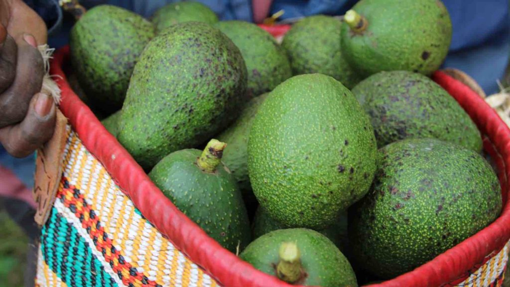 Ein Korb voller Avocados zur Herstellung von Avocado Öl