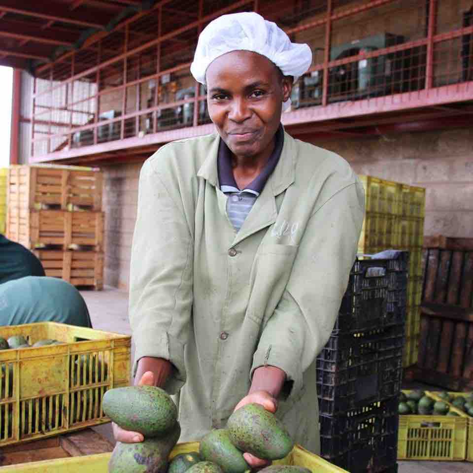 Menshc mit frischen Avocados in der Hand – Avocado Ernte in Kenia 