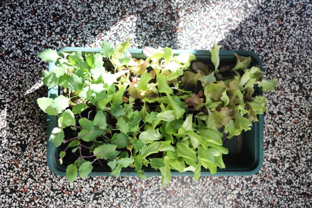 Kopfsalat und Kohlrabi anbauen: Lieber Jungpflanzen als eigene Vorzucht