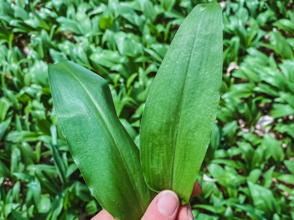 Bärlauch gibt es frisch im Frühling 