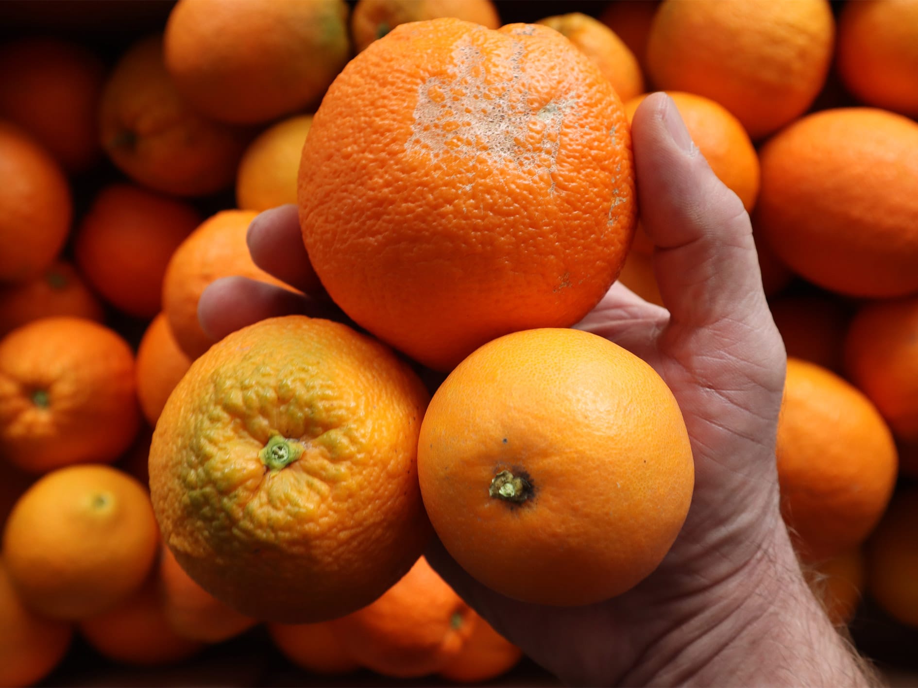echte-Orangen-mit-Makeln Orangen mit Maklen schmecken genauso gut!