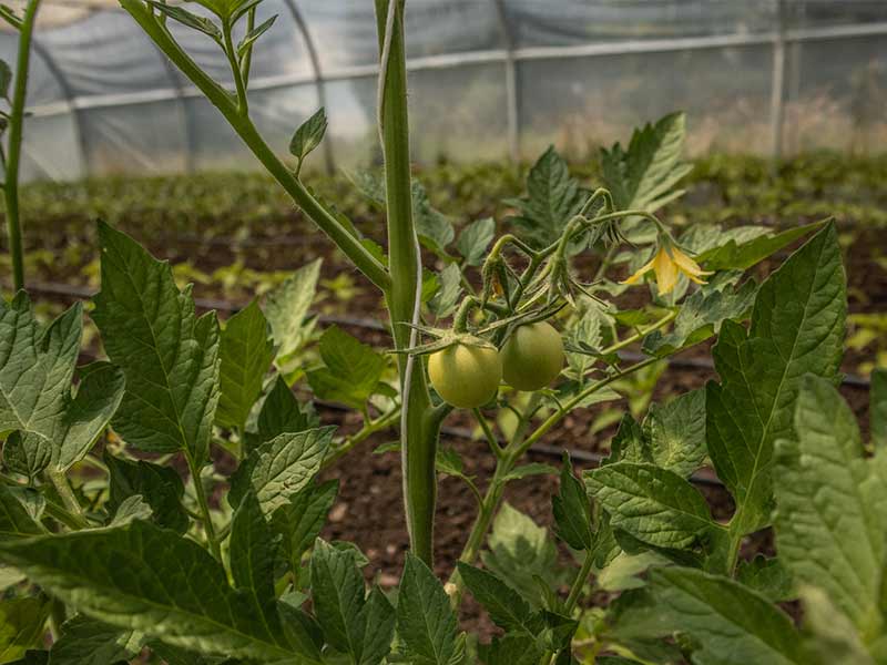 Nahaufnahme einer noch grünen Tomate im Gewächshaus.